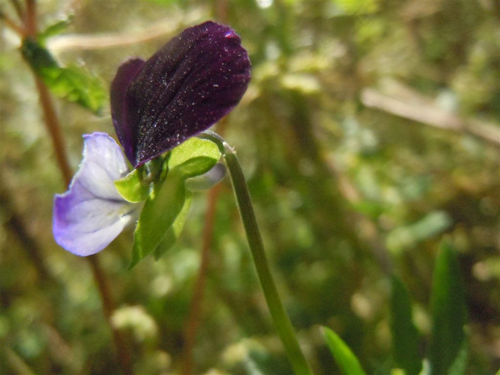 Sembra una Viola...Si, Viola tricolor